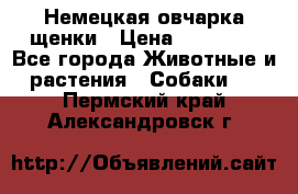 Немецкая овчарка щенки › Цена ­ 20 000 - Все города Животные и растения » Собаки   . Пермский край,Александровск г.